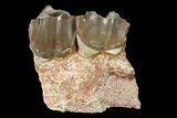 Fossil Running Rhino (Hyracodon) Maxilla Section - South Dakota #146340-1